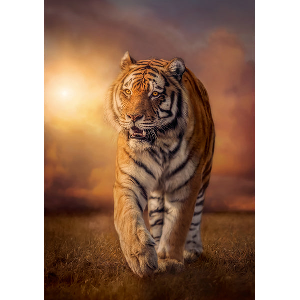 Puzzle Tiger, 1500 Teile