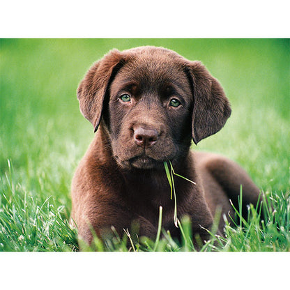 Puzzle chocolate puppy, 500 Teile