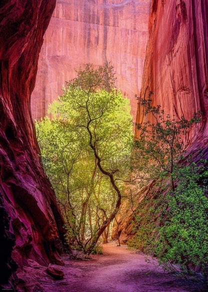 Puzzle Singing Canyon Standard, 1000 Teile